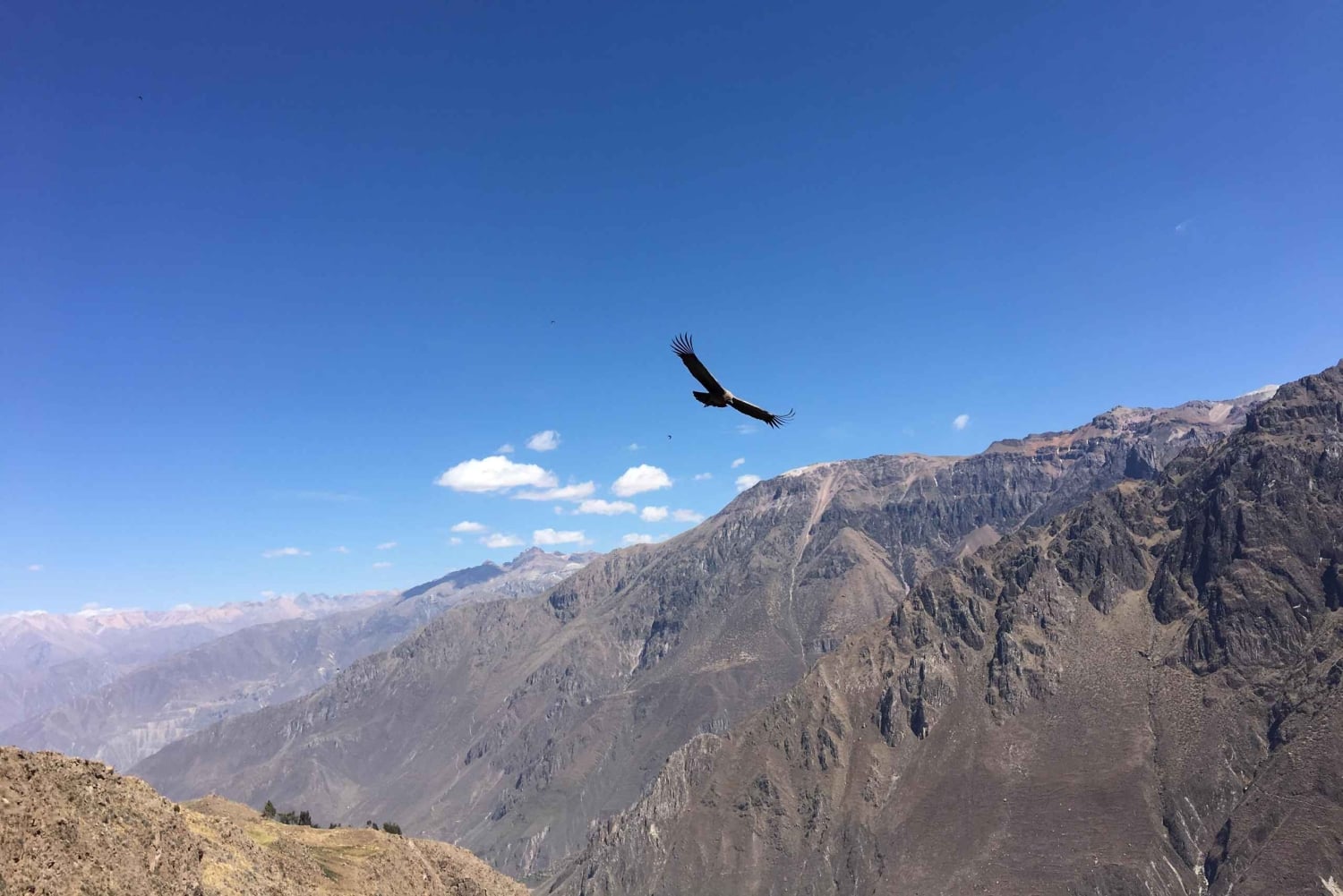Escursione al Canyon del Colca 2 giorni + trasferimento a Puno con i pasti