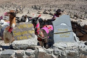 Tur til Colca Canyon 2 dage + transfer til Puno med måltider