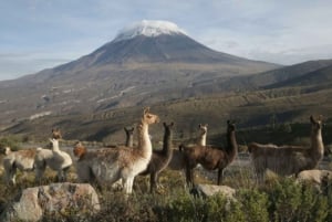 Viaje al Cañón del Colca 2 Días + Traslado a Puno con Comidas