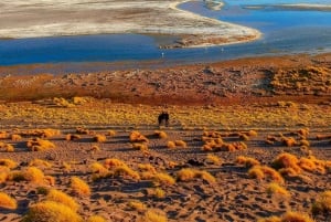 Uyuni: 3-Day Salt Flats and Desert Tour