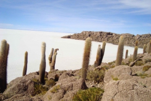 Uyuni : 3 jours d'excursion privée dans les salines d'Uyuni et la lagune colorée