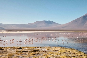 Uyuni : 3 jours Uyuni & lagune rouge avec hébergement privé.