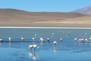 Uyuni: 3-tägiger Ausflug nach San Pedro mit einem Besuch des Salar