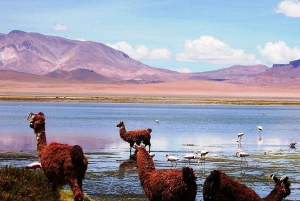 Uyuni: 3-tägiger Ausflug nach San Pedro mit einem Besuch des Salar