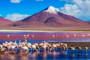 Uyuni: Gêiseres e Salar de Uyuni 3 dias | Flamingos