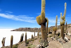 Uyuni: Passeio de jipe à Ilha Incahuasi e ao Salar de Uyuni