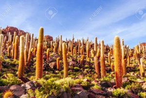 Uyuni: Yksityinen 1 päivän retki - suolatasangot ja Incahuasin saari