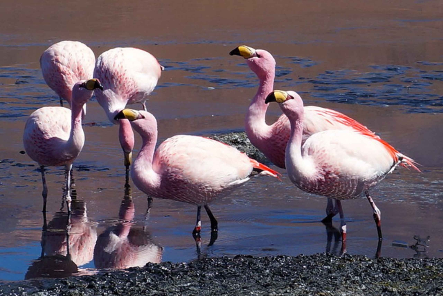 LAGUNAS DE SAL Y DESIERTO DE UYUNI: EXPEDICIÓN DE 3 DÍAS/2 NOCHES