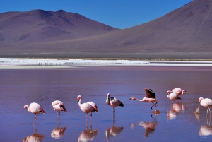 LAGUNAS DE SAL Y DESIERTO DE UYUNI: EXPEDICIÓN DE 3 DÍAS/2 NOCHES