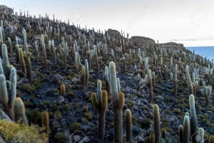 Uyuni Salt Flat og Incahuasi Island 5 dage