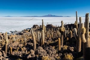 Uyuni Salt Flat und Incahuasi Island 5 Tage