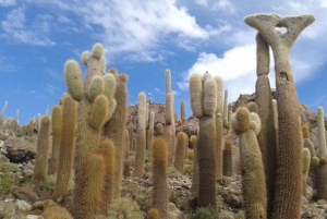 Uyuni zoutvlakte: vanuit San Pedro de Atacama privé | 4 dagen