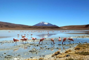 Solnisko Uyuni: z San Pedro de Atacama prywatnie | 4 dni