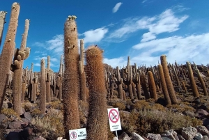 Uyuni Salt Flat Full Day Tour for 4 with speak English guide