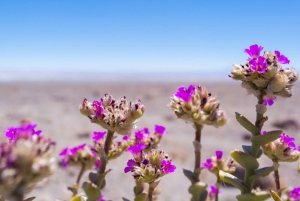 Uyuni Salt Flats 2-dniowa prywatna wycieczka z wulkanem Tunupa