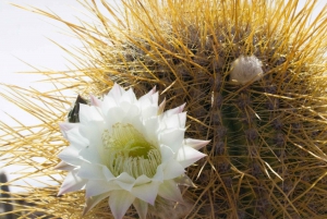 Uyuni Salt Flats 2-dages privat tur med Tunupa-vulkanen