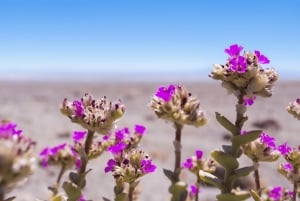 Uyuni Salt Flats 2-daagse privétour met Tunupa-vulkaan