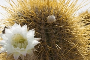 Uyuni Salt Flats 2-daagse privétour met Tunupa-vulkaan