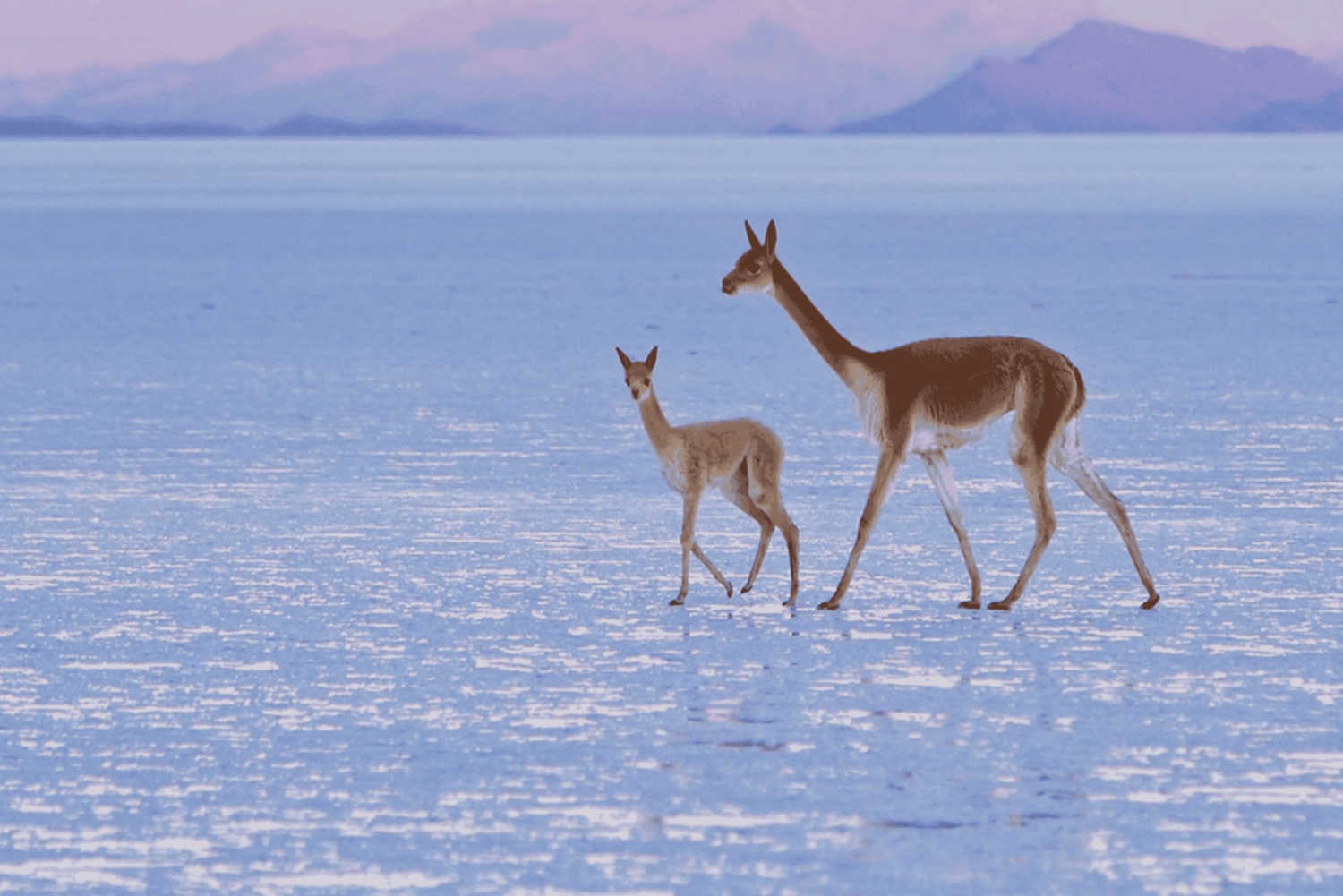 Uyuni Salt Flats 2-Day Tour from La Paz by flight
