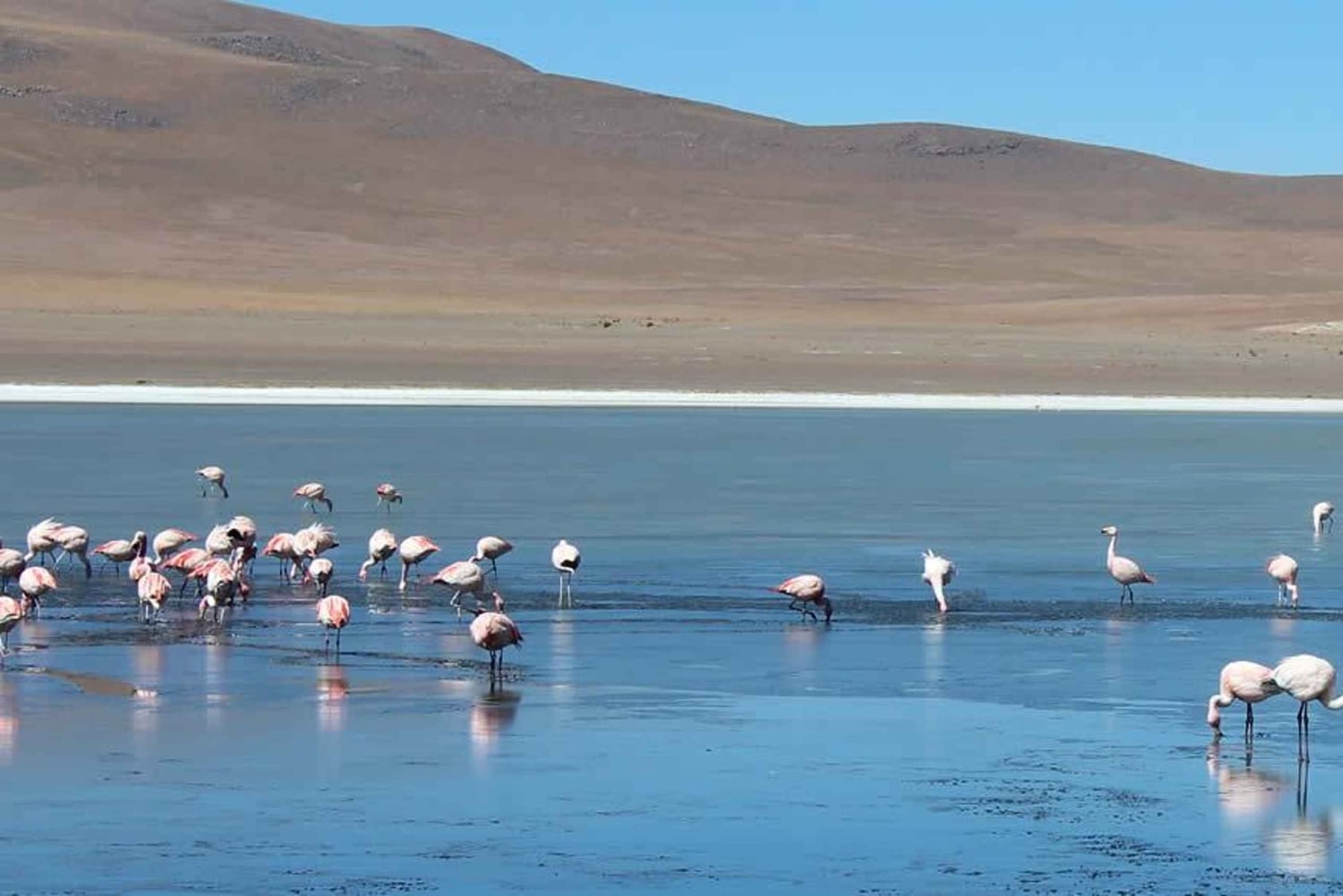 Uyuni Salt Flats (4 dage)
