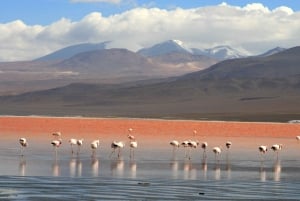 Słone równiny Uyuni i Czerwona Laguna 3-dni | Angielski w Przewodniku |