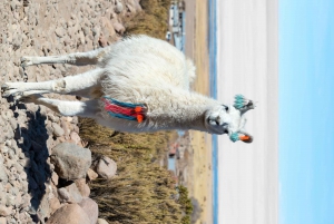 San Pedro de Atacama: Salar de Uyuni Tour