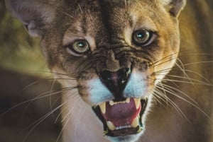 Centro de rescate de animales salvajes y parque de preservación