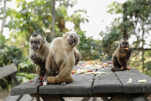 Centro de resgate de vida selvagem e parque de preservação