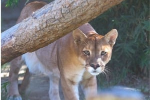 Centro di salvataggio della fauna selvatica e parco di conservazione