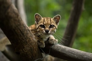 Centro de rescate de animales salvajes y parque de preservación