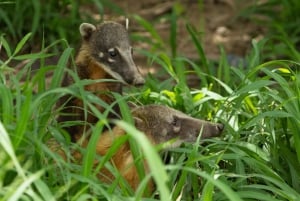 Wildlife rescue center and preservation park