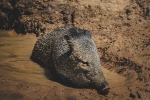 Centro de resgate de vida selvagem e parque de preservação