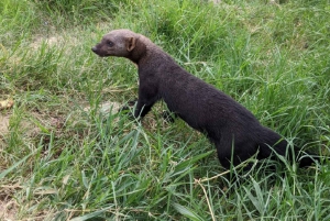 Centro di salvataggio della fauna selvatica e parco di conservazione