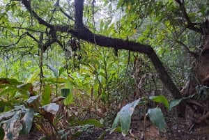 Centro de resgate de vida selvagem e parque de preservação