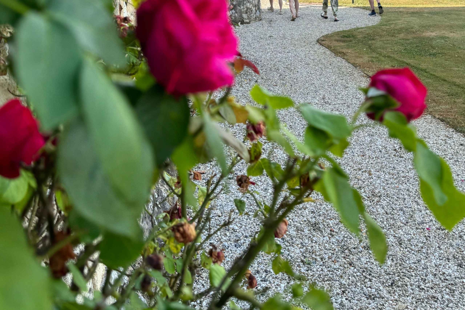 Bordeaux Backcountry E-Bike Tour with Lunch & Wine Tasting