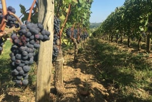 Bordeaux Backcountry E-Bike Tour with Lunch & Wine Tasting