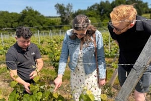 Bordeaux Backcountry E-Bike Tour with Lunch & Wine Tasting