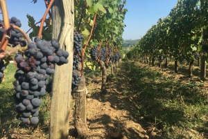 Bordeaux Backcountry E-Bike Tour with Lunch & Wine Tasting