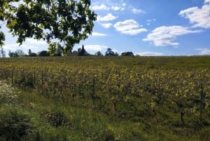 Bordeaux med gruscykel : Entre-Deux-Mers vingårdar