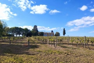 Bordeaux mit dem Schotterfahrrad: Entre-Deux-Mers Weinberge