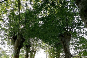 Bordeaux: Tutustu luonnonmukaiseen perheen viinitilaan maistelun kera