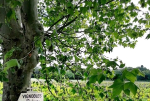 Bordeaux: Tutustu luonnonmukaiseen perheen viinitilaan maistelun kera