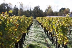 Bordeaux: Heldags vinsmagninger og frokost