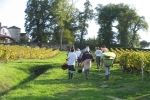 Bordéus: Vinhas de Graves, Pessac-Léognan e Sauternes