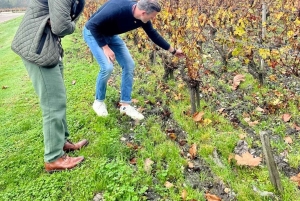 Bordeaux: Graves, Pessac-Léognan, and Sauternes Vineyards
