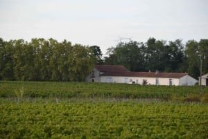 Bordeaux: Explore an Organic Family Vineyard with Tasting