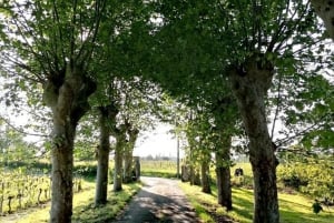 Bordeaux: Explore an Organic Family Vineyard with Tasting