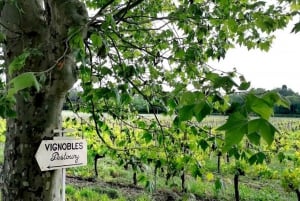 Bordeaux: Explore an Organic Family Vineyard with Tasting