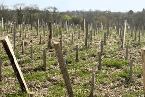 Bordeaux: Heldagstur til Médoc-vinregionen