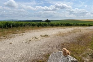 Bordeaux Private Walking & Tasting Tour